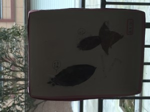 IMG_2391