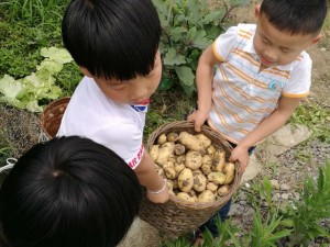 土豆5